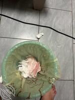 把我妹姨妈操提前了喷尿又喷血 撅着屁股排精排姨妈0