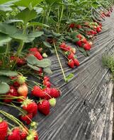 【真实原创】153、草莓飘香,入口绵软甘甜,犹如女人在身下娇态百出任君采1