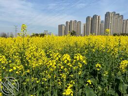 想艹大姑的女儿1