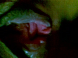 [原创]玩弄西北老鸡松弛阴道