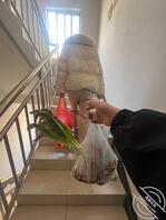 和亲妹妹同居的生活-我和亲妹妹54(普通贴1)1