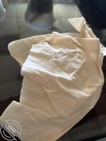 叮叮憋坏了，透透气，最近血液循环很给力，大大的