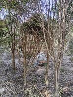 树林里偷拍美女方便0