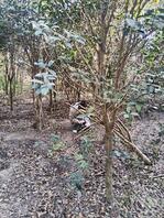 树林里偷拍美女方便1