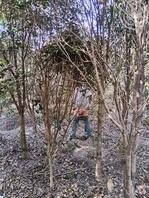 树林里偷拍美女方便2