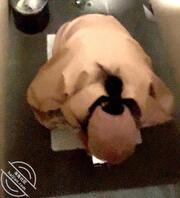 厕拍 两位眼镜美女大学生0