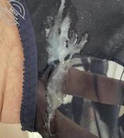 姑姑的原味（是个熟女介意的别看）0