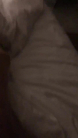 母狗，你会求饶吗？