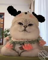 石家庄男奴 舔交合处 找夫妻主2