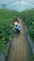 采摘新鲜的精液与番茄