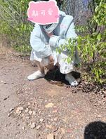 老婆的日常-清明春游路边尿尿0