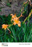 有谁知道萝莉小表妹       欣赏一下我的照片0