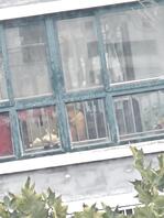 偷拍对面楼少妇2