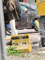 极品尤物，会是个婊子吗？1