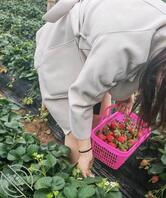 必须要实现丝袜和草莓都自由2