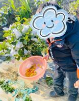 [原创内容]101.小外甥放假了带他到农庄摘水果，可高兴了。