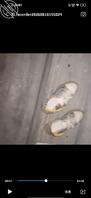 尾随打胶裸足少妇2