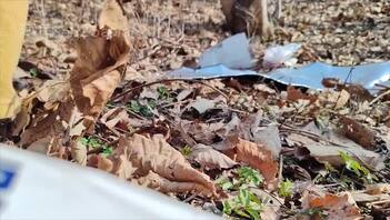 (原创视频)：在山上和干妈打野战（户外做爱-真实记录）