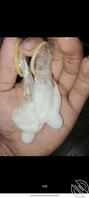 有没有偷听过父母做爱0