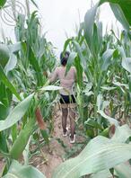 【原创金币】再次回顾我和妹妹重温玉米地刺激做爱!!!2