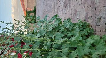 16 离婚的姐姐 端午小长假,带姐姐回老家1