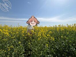 油菜花地露出，没人评论更新没意思1
